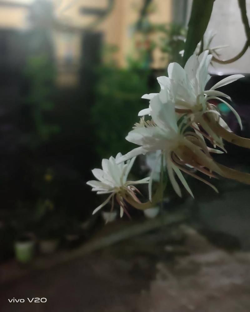 Popmama.com/Bima Bintoro