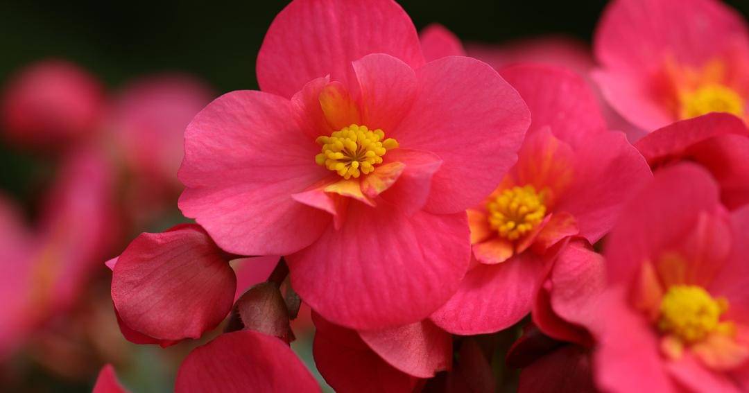 Pixabay/MarjonBesteman