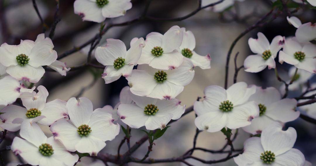 Pixabay/manfredrichter