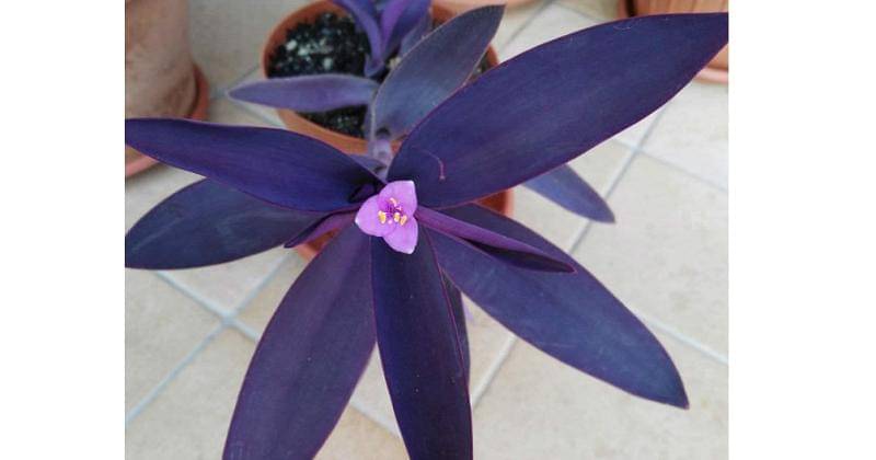 tanaman adam hawa ungu - amazon.in