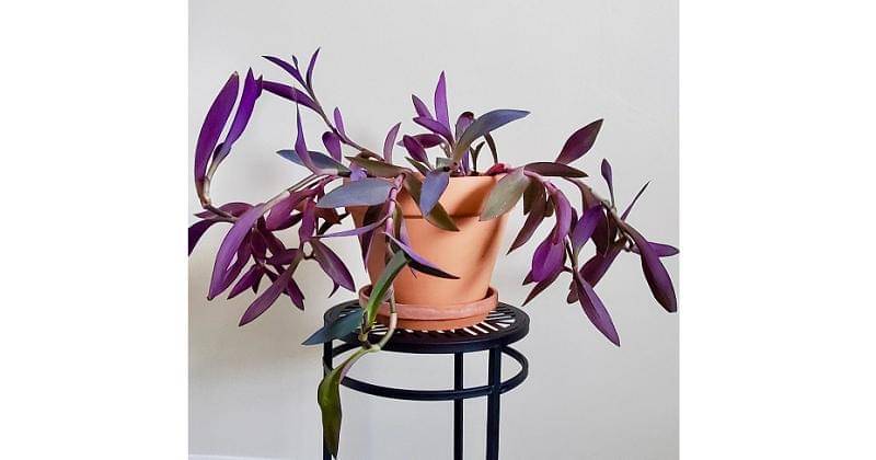 tanaman adam hawa ungu - pinterest.com