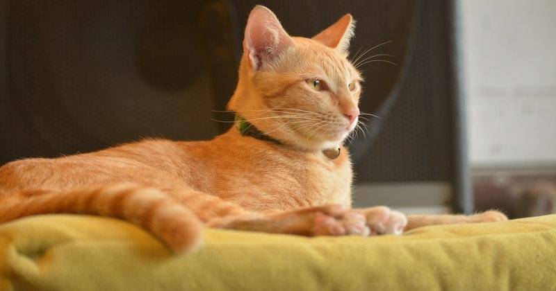 Pexels/Hiang Kanjinna