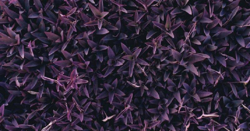 tanaman adam hawa ungu - Freepik