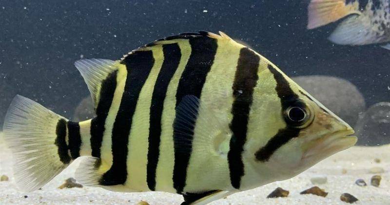 Instagram.com/horook_fish