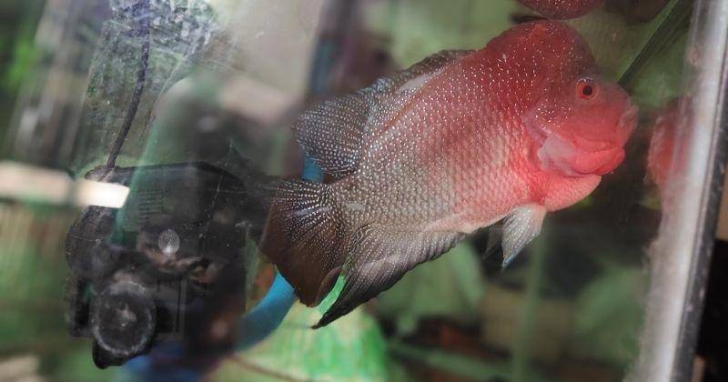 Popmama.com/Bima Bintoro