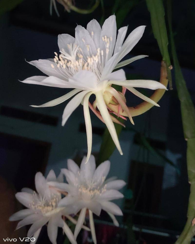 Popmama.com/Bima bintoro