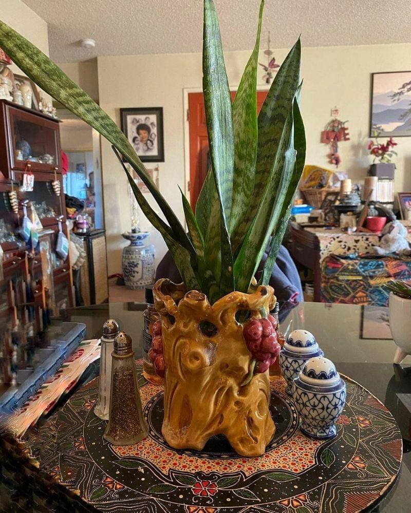 Instagram.com/jachche