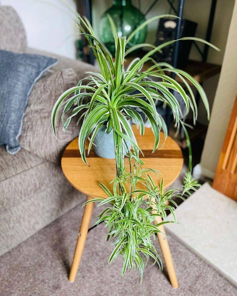 Instagram.com/ourlittleplantobsession