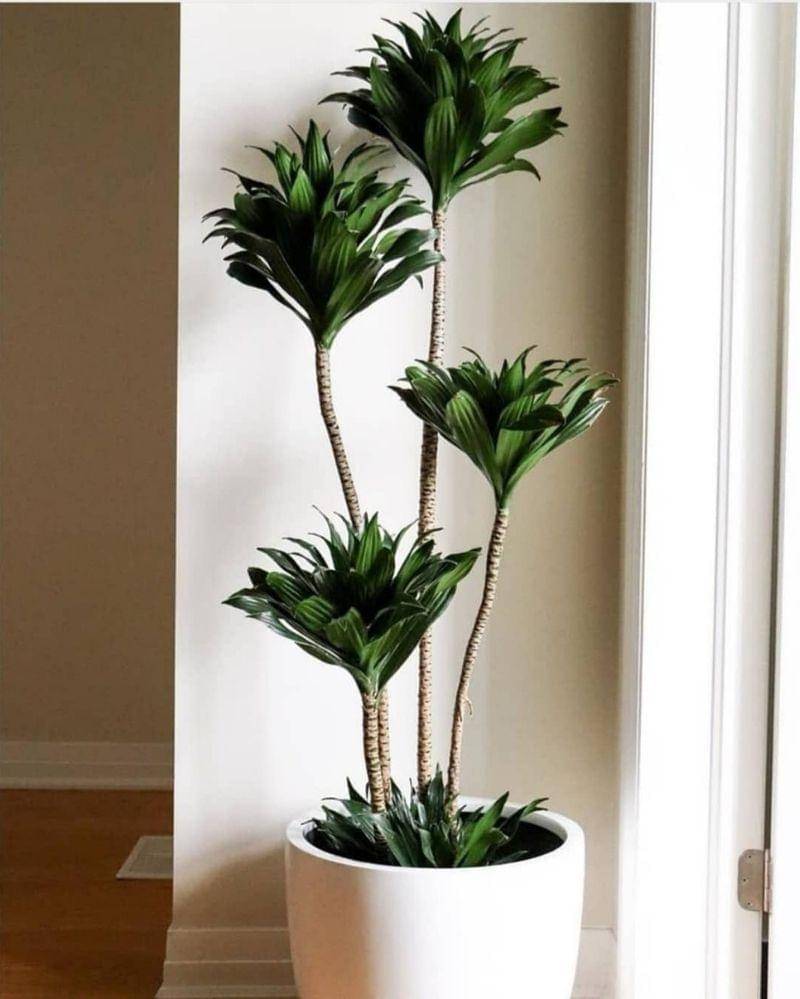 Instagram.com/plantsoffice