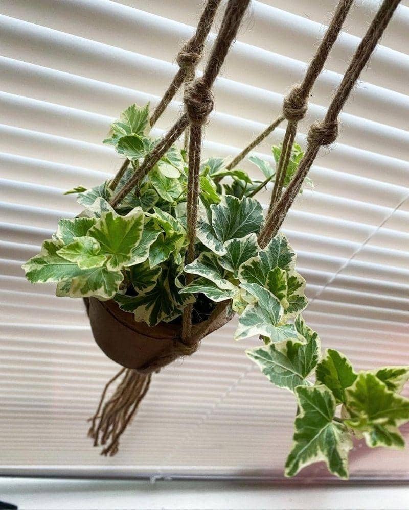 Instagram.com/greenshadesofjoy