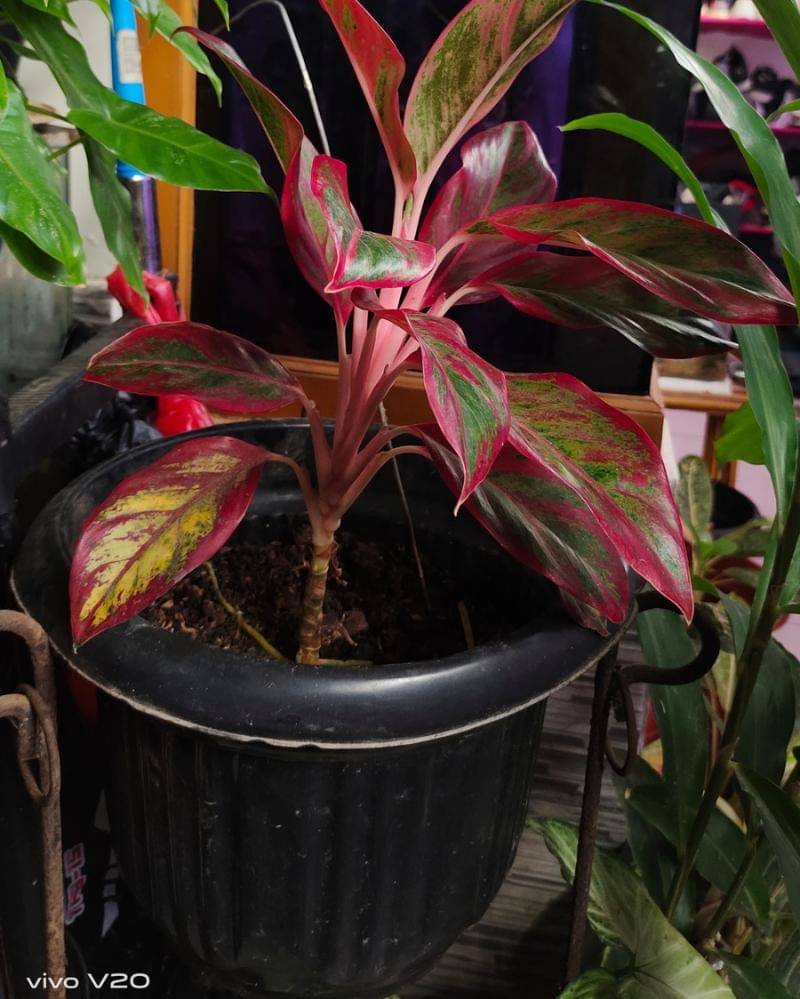 Popmama.com/Bima bintoro