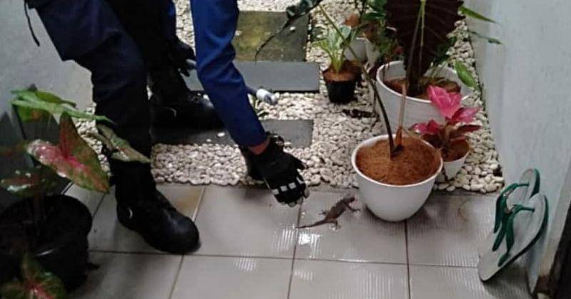 Instagram.com/damkarjaksel