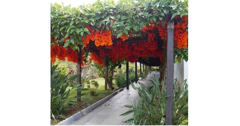 flame of irian - lazada.co.id