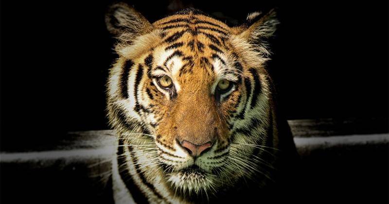 Pexels/Sayantan Kundu