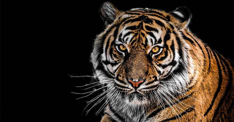 Pexels/GEORGE DESIPRIS