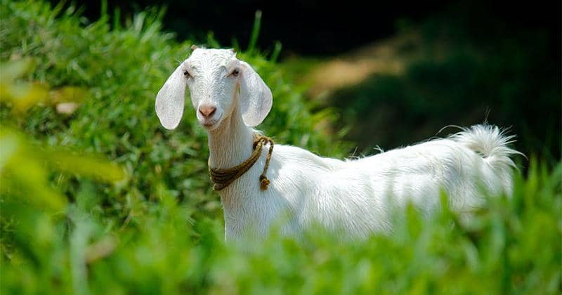 Lirik Lagu Anak Kambing Saya Asal Nusa Tenggara Timur | Popmama.com