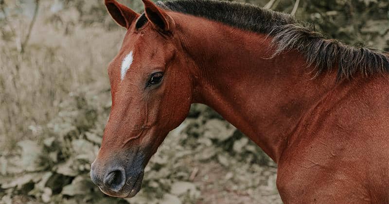 Ramalan Shio Kuda Tahun 2021, Luangkan Waktumu untuk Pasangan