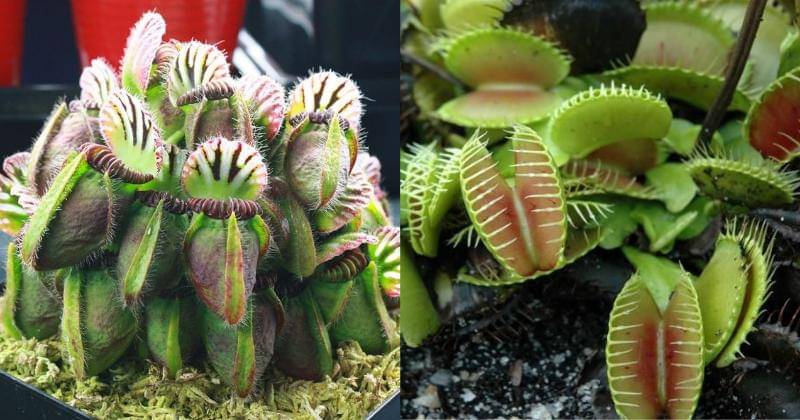 carnivorousplantresource.com,sierraclub.org