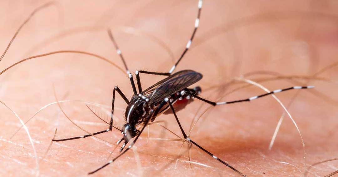 Dok. Jovee - Freepik/Macrofotografia