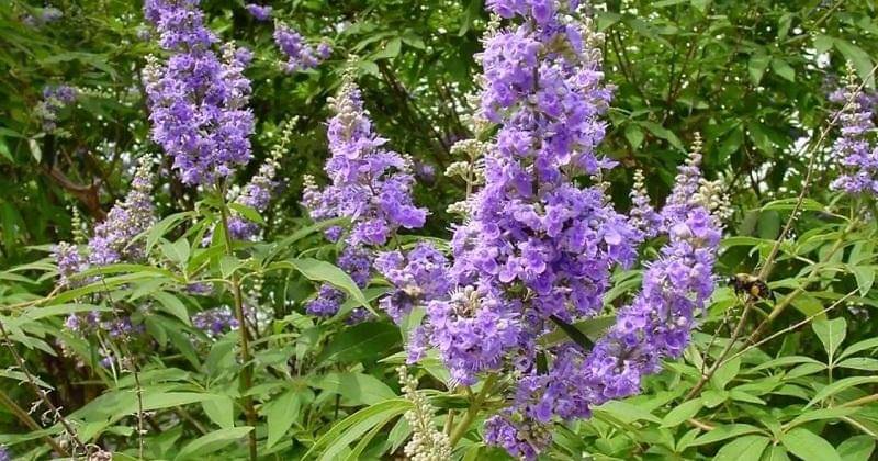 Youtube/herbalremedies