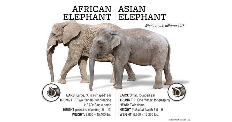 Africanelefund.weebly.com