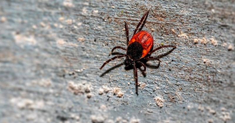 Unsplash/Erik Karits