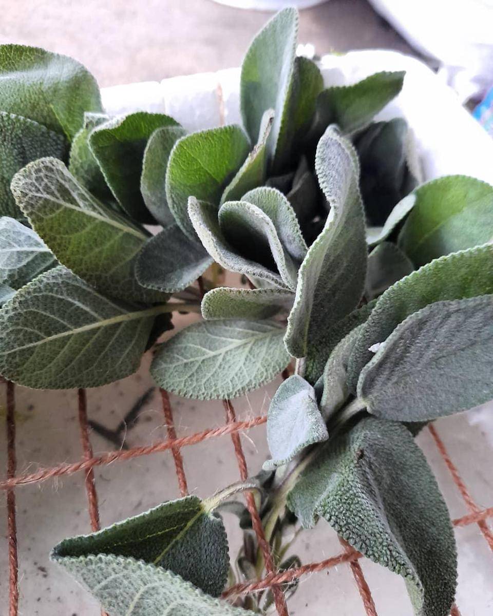 Instagram/greengarden678