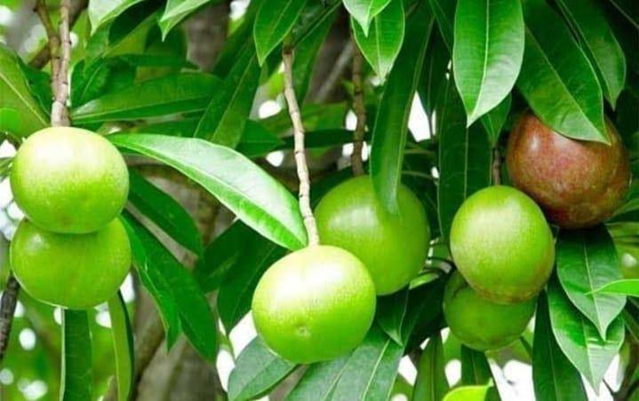 Instagram/infobintaro.id