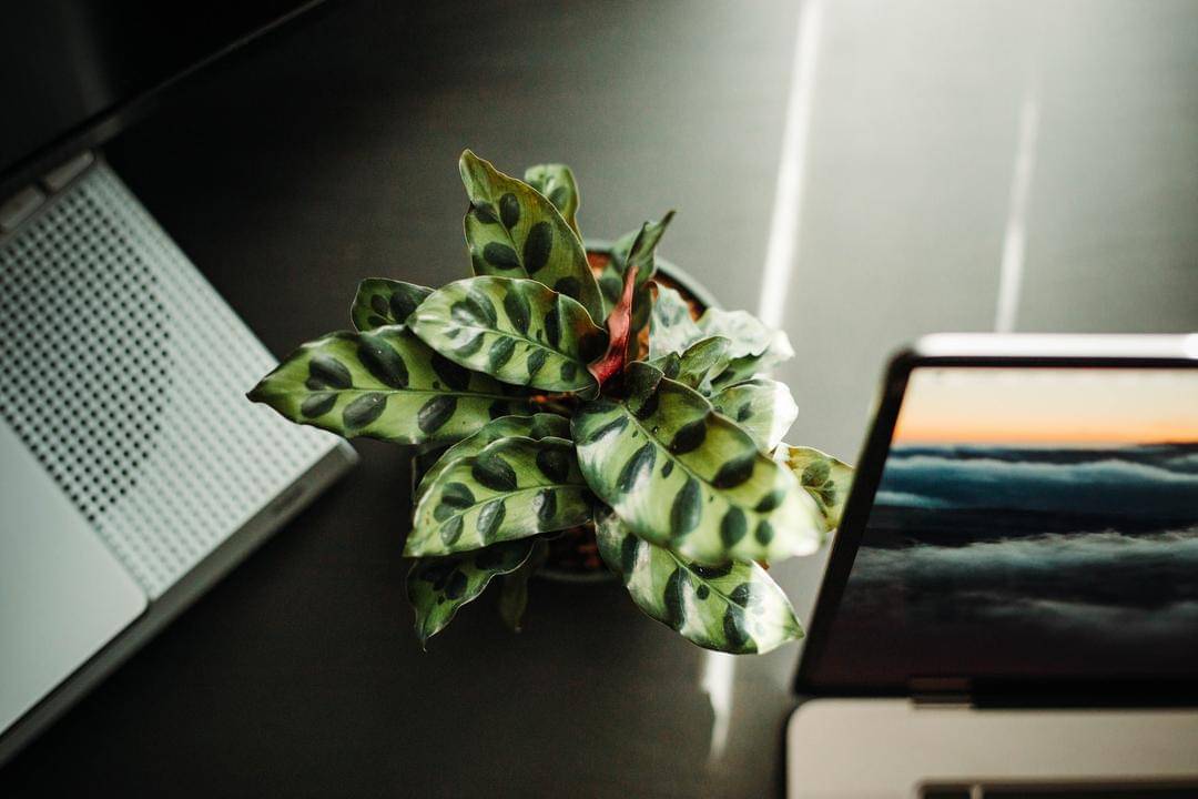 Unsplash/creativeaxe