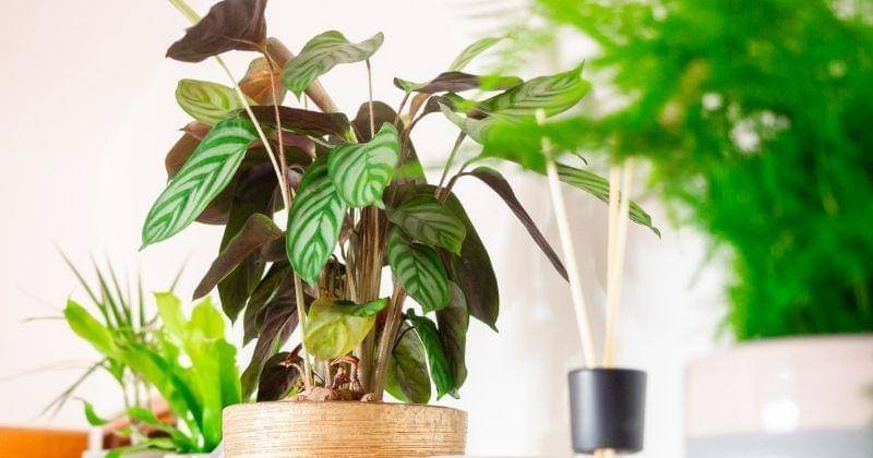 Unsplash/katerinapavlickova