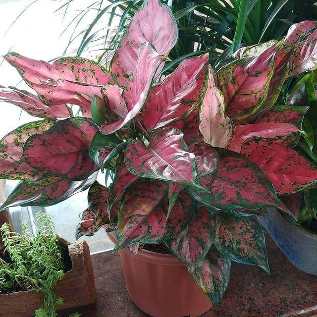 Instagram/therosesgardenofficial