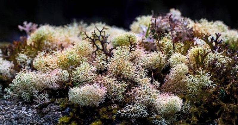 Unsplash/David Clode