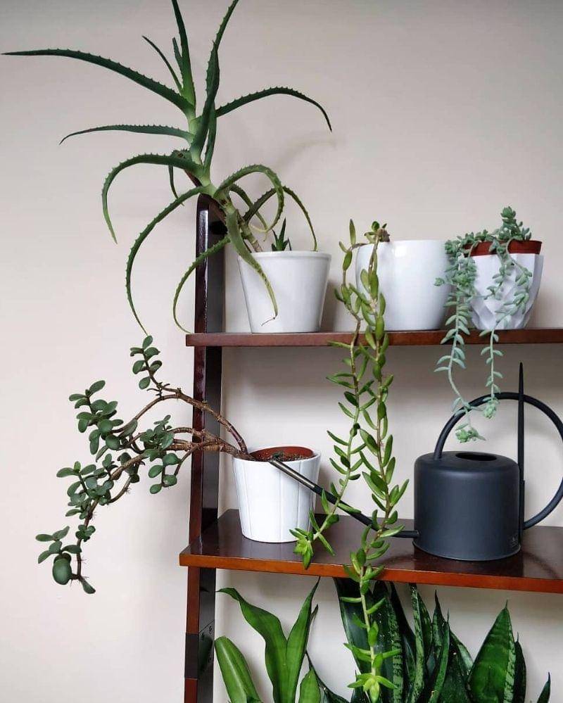 Instagram/houseplantjournal