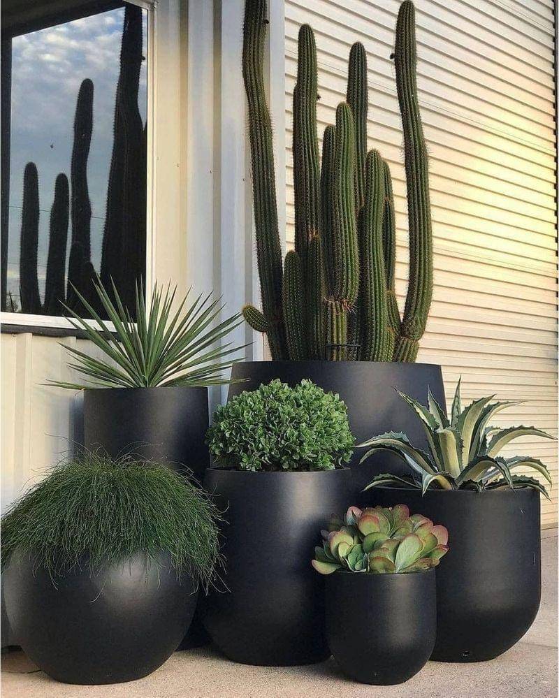 Instagram/succulentcity