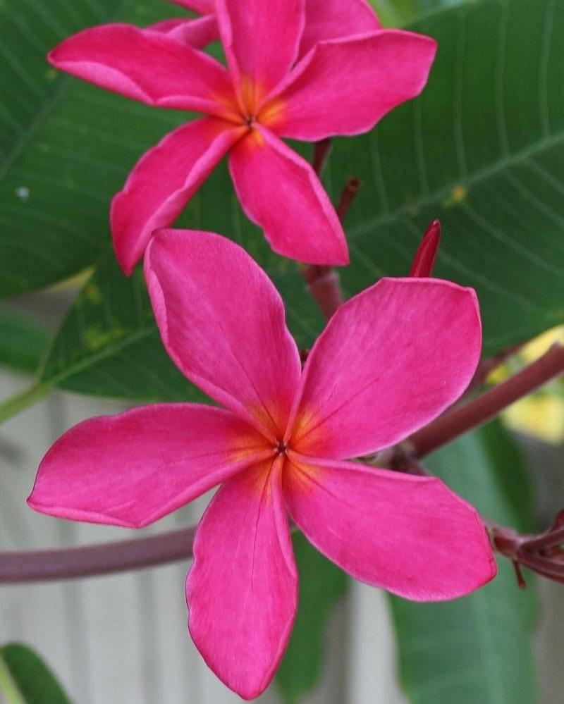 Pinterest/Stuart Woodfin