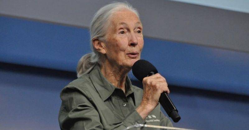 Instagram/janegoodallinst