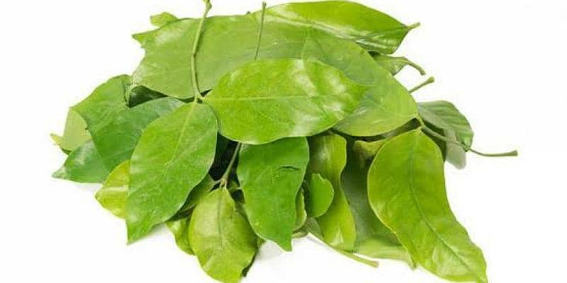 Mengandung Antioksidan, Inilah 5 Manfaat Daun Melinjo untuk Kesehatan 