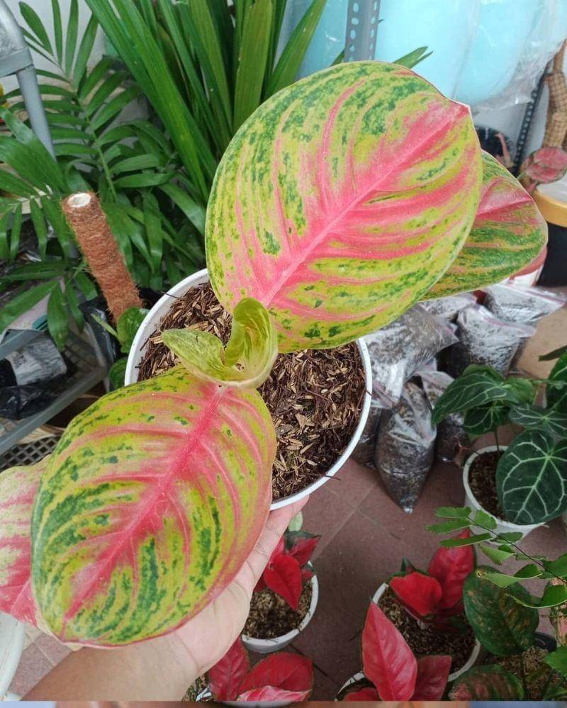 instagram.com/rimbun_plantdesigner