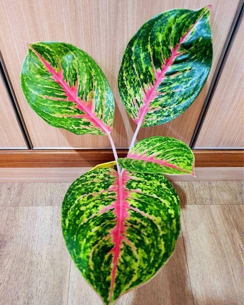 instagram.com/fannygarden77