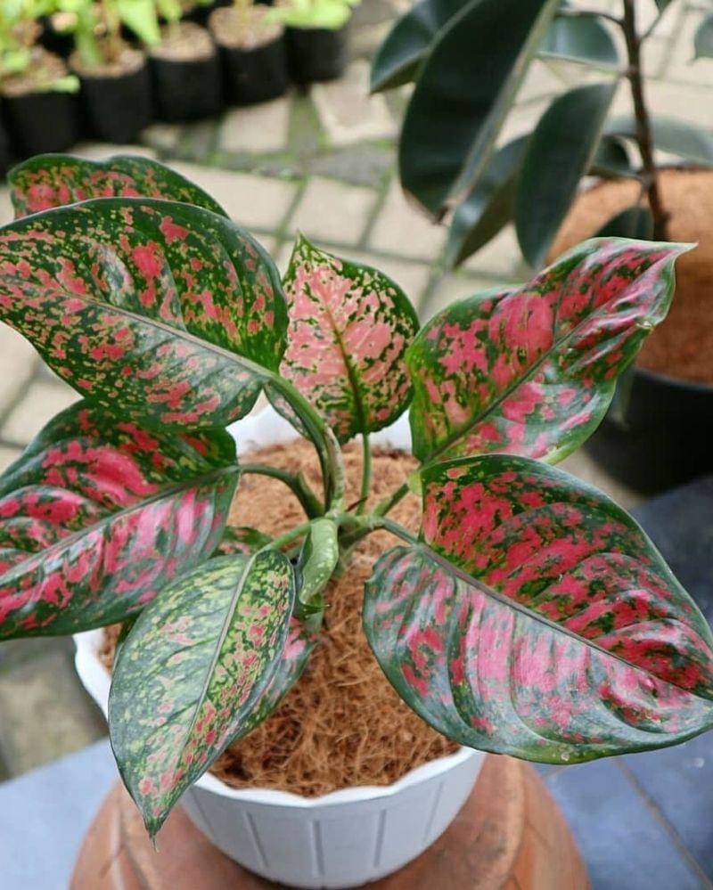 instagram.com/planthouse.co