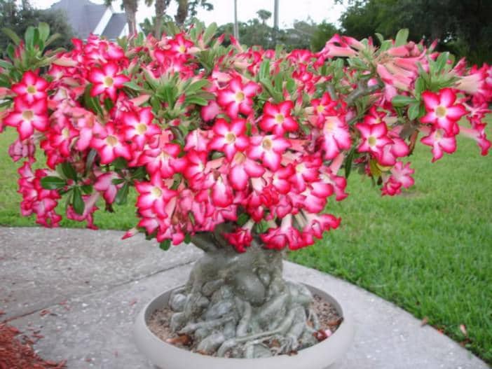 worldofsucculents.com