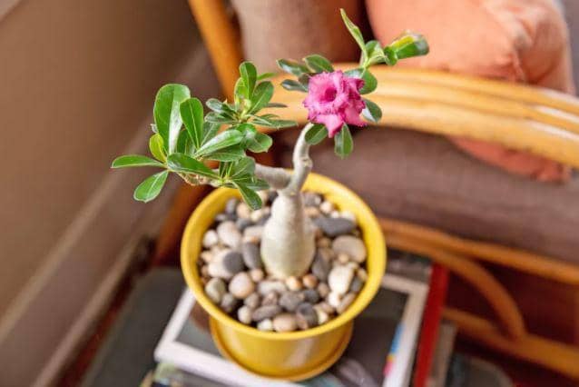 Adenium yang Cantik tapi Beracun, Tanaman Hias Populer saat Ini