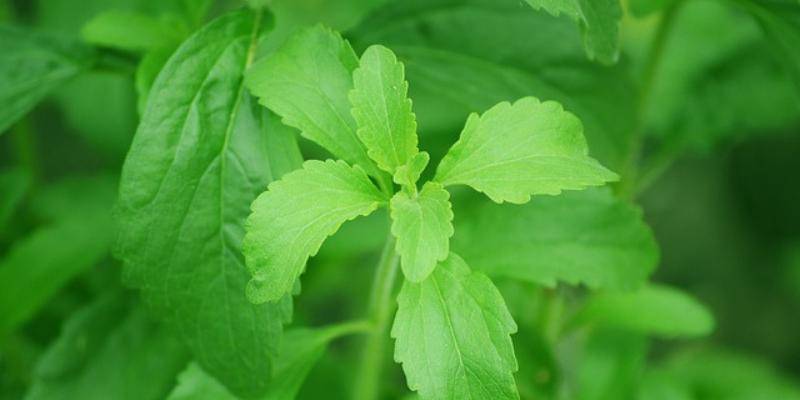 5 Manfaat Daun Stevia sebagai Pengganti Gula Pasir