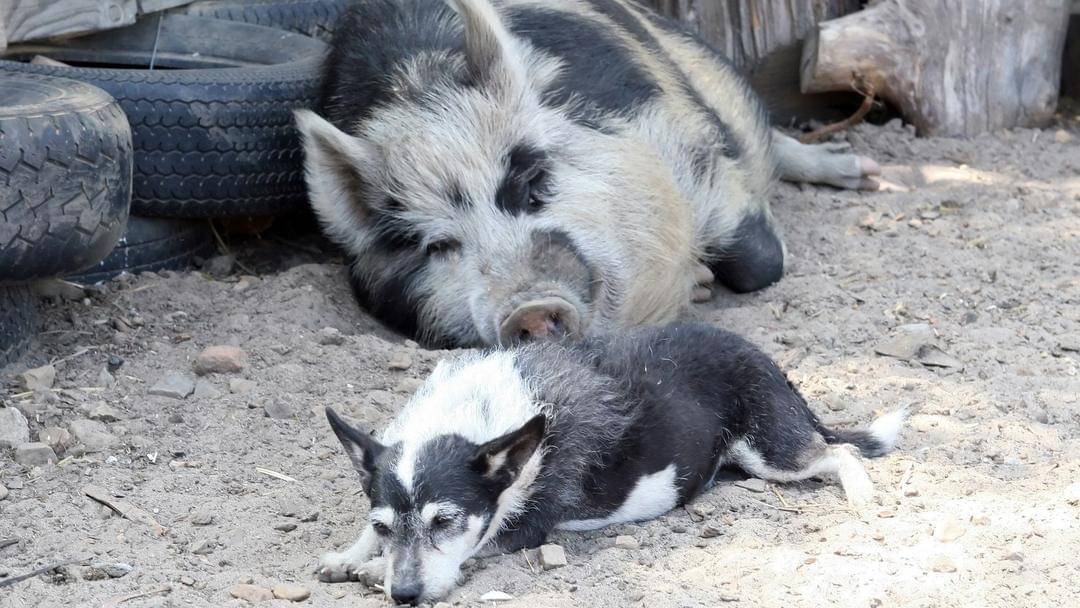 Pixabay/Shutterbug75