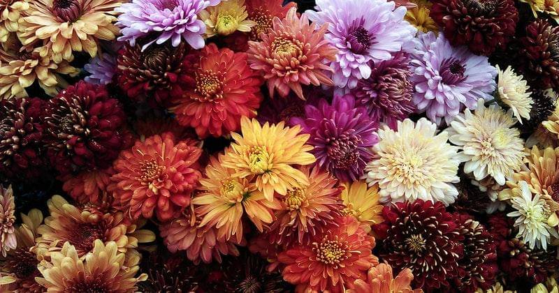 Pexels/saifullah-hafeel