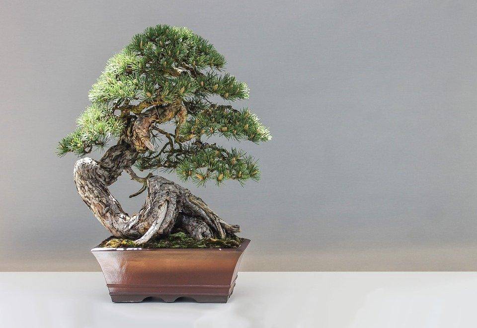 Pixabay/ Bonsai pinus