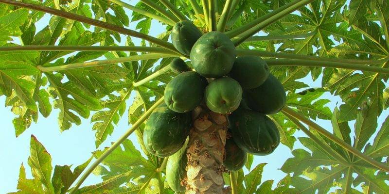 Pixabay/Vijayanarasimha  