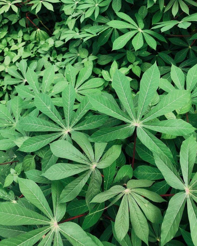 Instagram.com/plantphilestudio