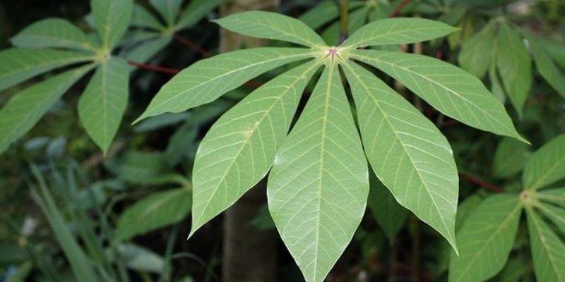 7 Manfaat Daun Singkong untuk Kesehatan