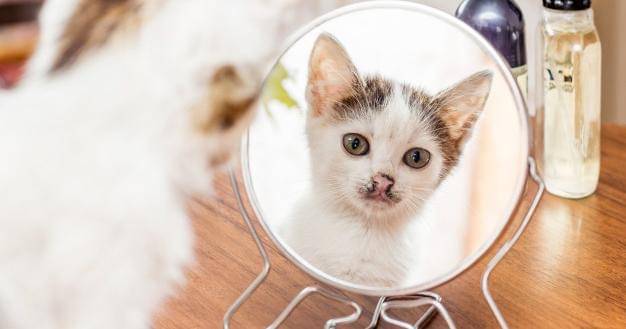 Freepik/User19739995